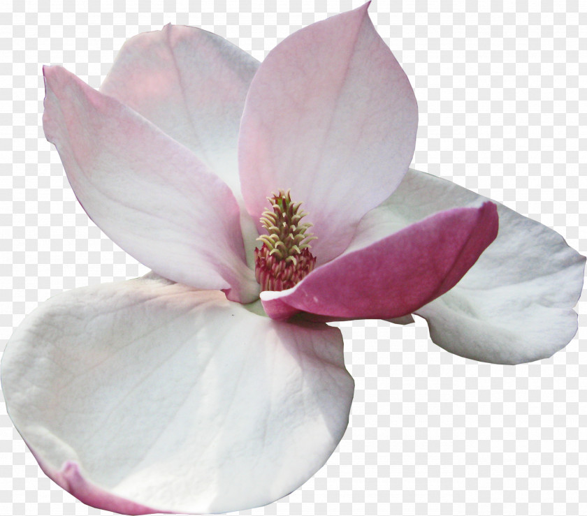 Magnolia Flower Perfume Garden Roses PNG