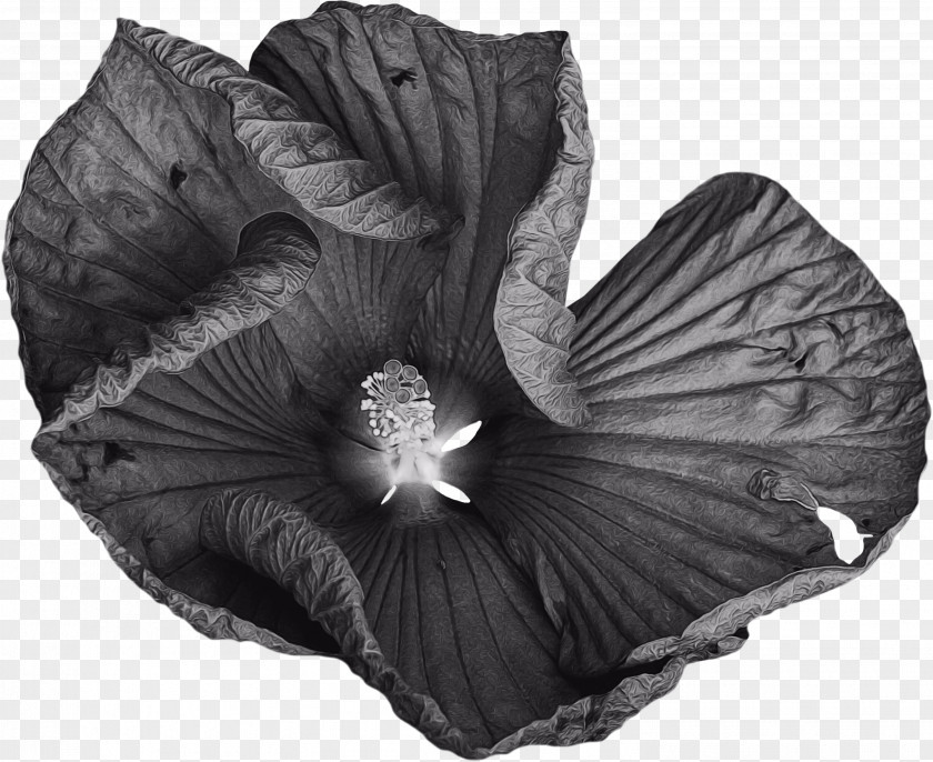Perennial Plant Style Black And White Flower PNG
