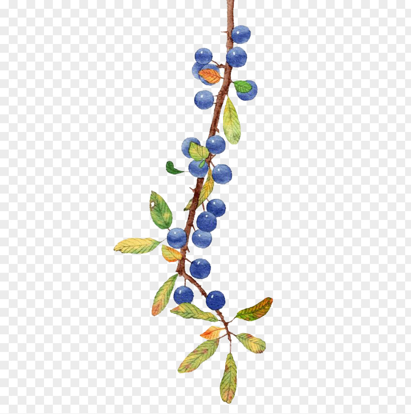 Watercolor Blueberry Fruit PNG