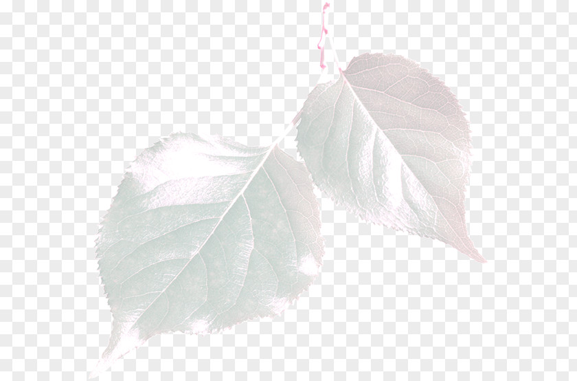 Winter Leaves Picture Material Leaf PNG