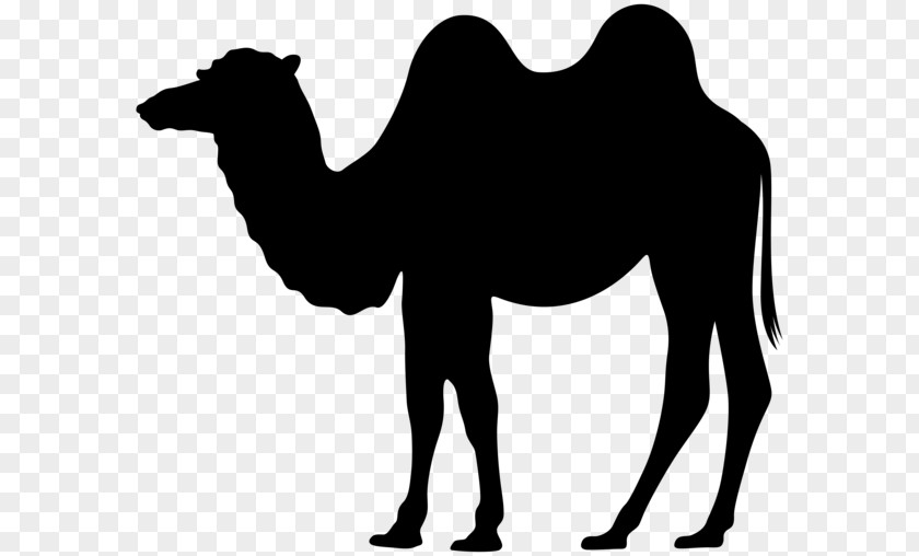 Camel Clipart Dromedary Bactrian Silhouette Clip Art PNG