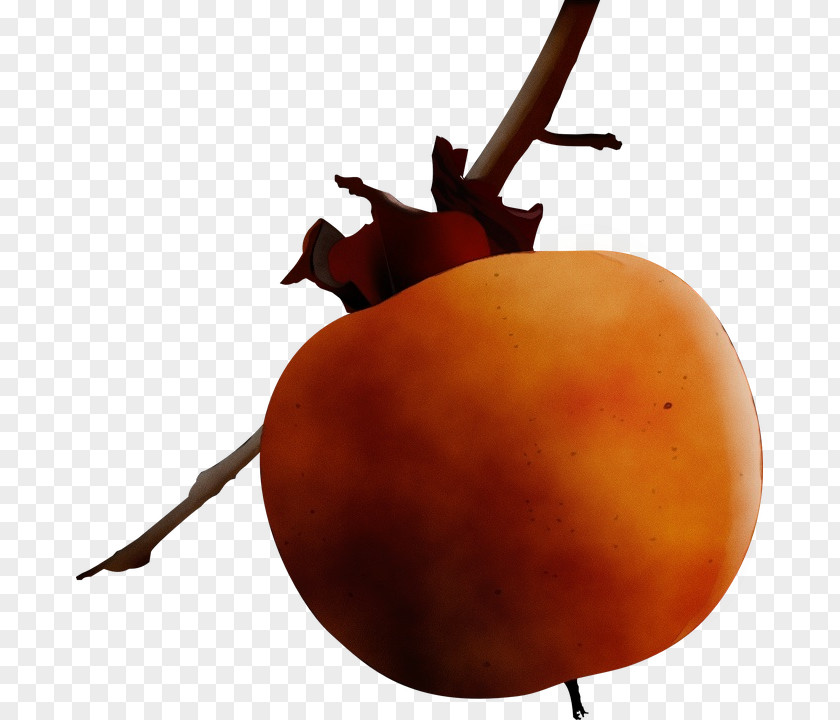 Diospyros Ebony Trees And Persimmons Cartoon PNG