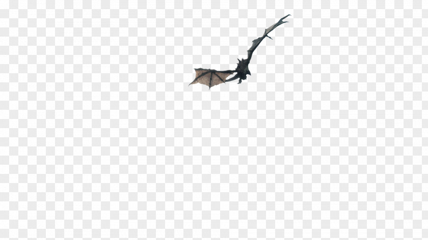 Dragon Fly Bird Of Prey Bat Fauna Beak PNG