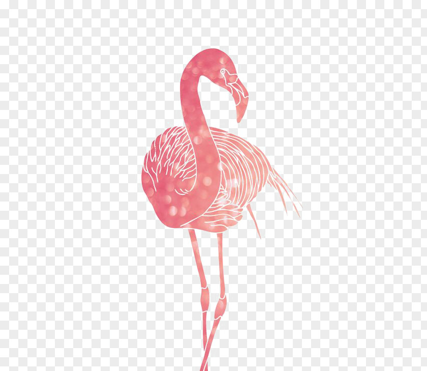 Flamingos Greater Flamingo American Bird PNG