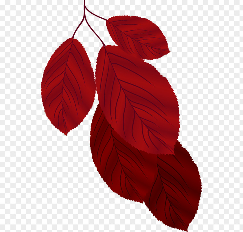 Leaf Autumn PNG