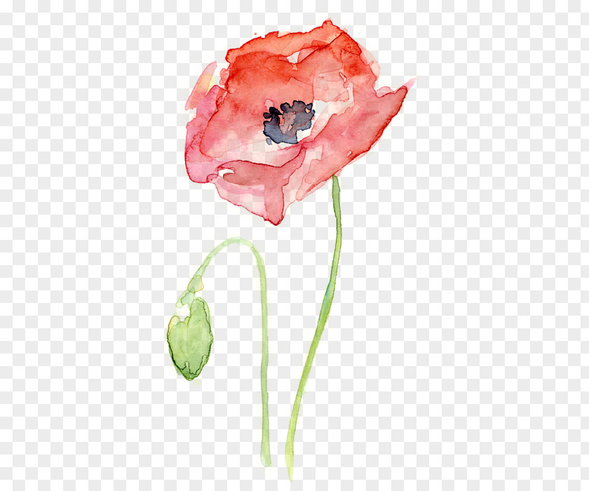 Red Poppy Common Watercolor Painting Printmaking PNG