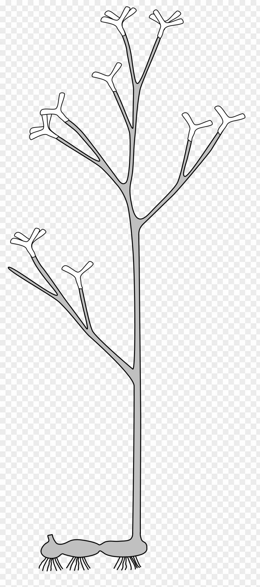 Rhynie Chert Horneophyton Protracheophyta Cooksonia Vascular Plant PNG