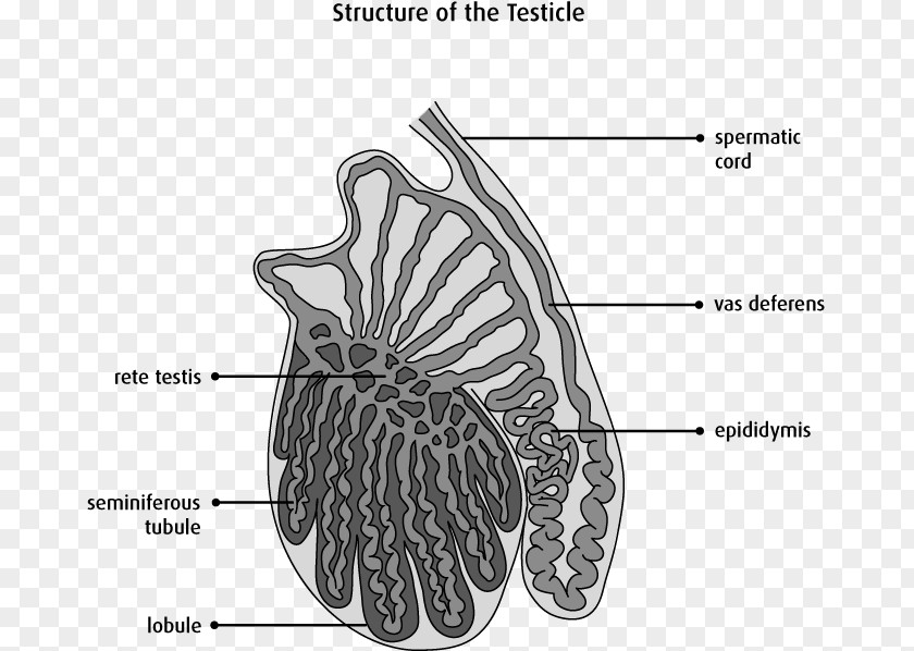 Testicle Anatomy Scrotum Testicular Cancer Epididymis PNG Image - PNGHERO