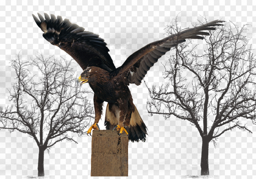 Black Eagle Wings Bird PNG