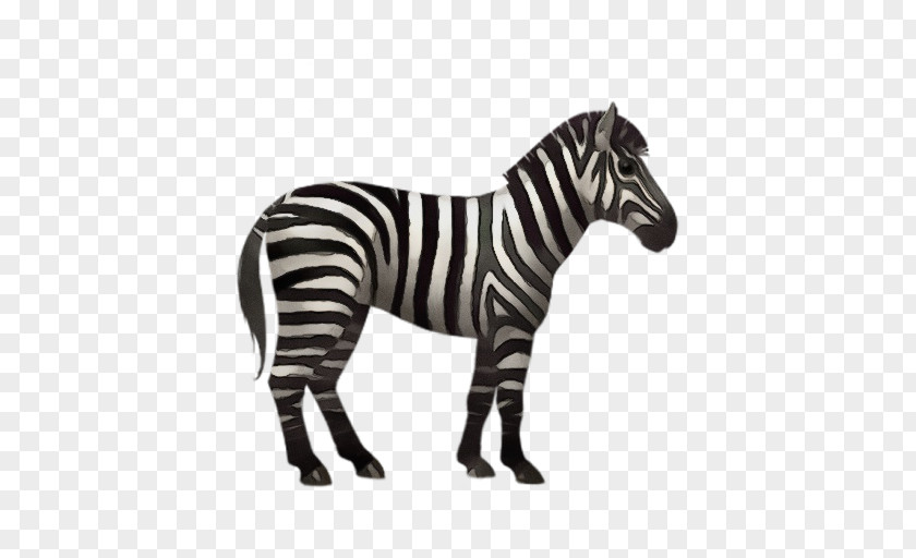 Blackandwhite Snout Zebra Cartoon PNG