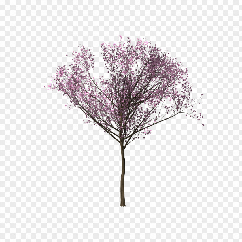 Bunga Sakura Tree Cherry Blossom Branch PNG