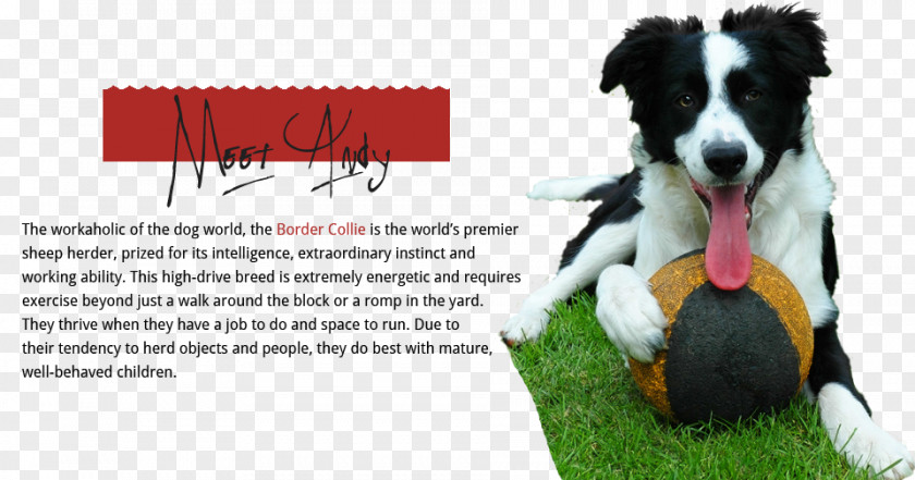 Cat Border Collie Rough Boxer PNG