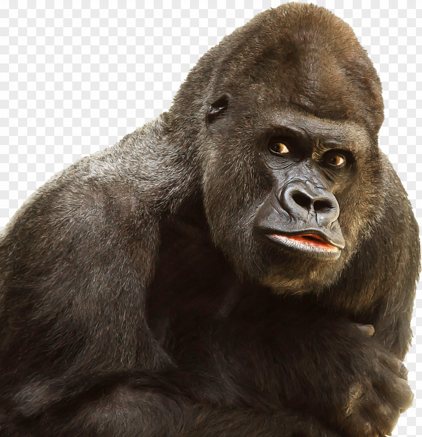 Gorilla Western Ape Primate Chimpanzee PNG