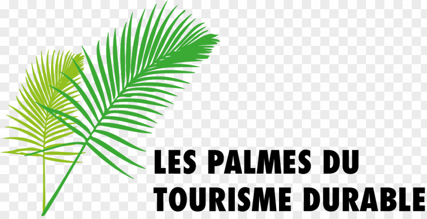 Palm Trees Plant Stem Leaf Font Line PNG