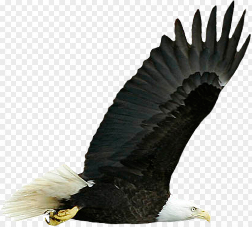 Vulture Bird Desktop Wallpaper Image Resolution Display PNG