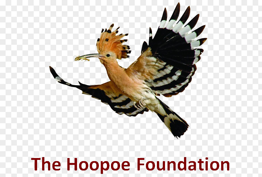 Bird Migration Beak Hoopoe Birdwatching PNG