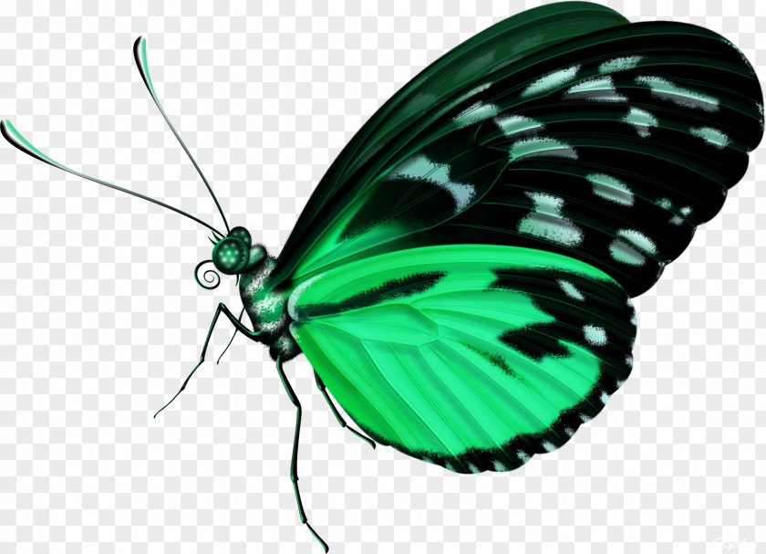 Butterfly Clip Art PNG