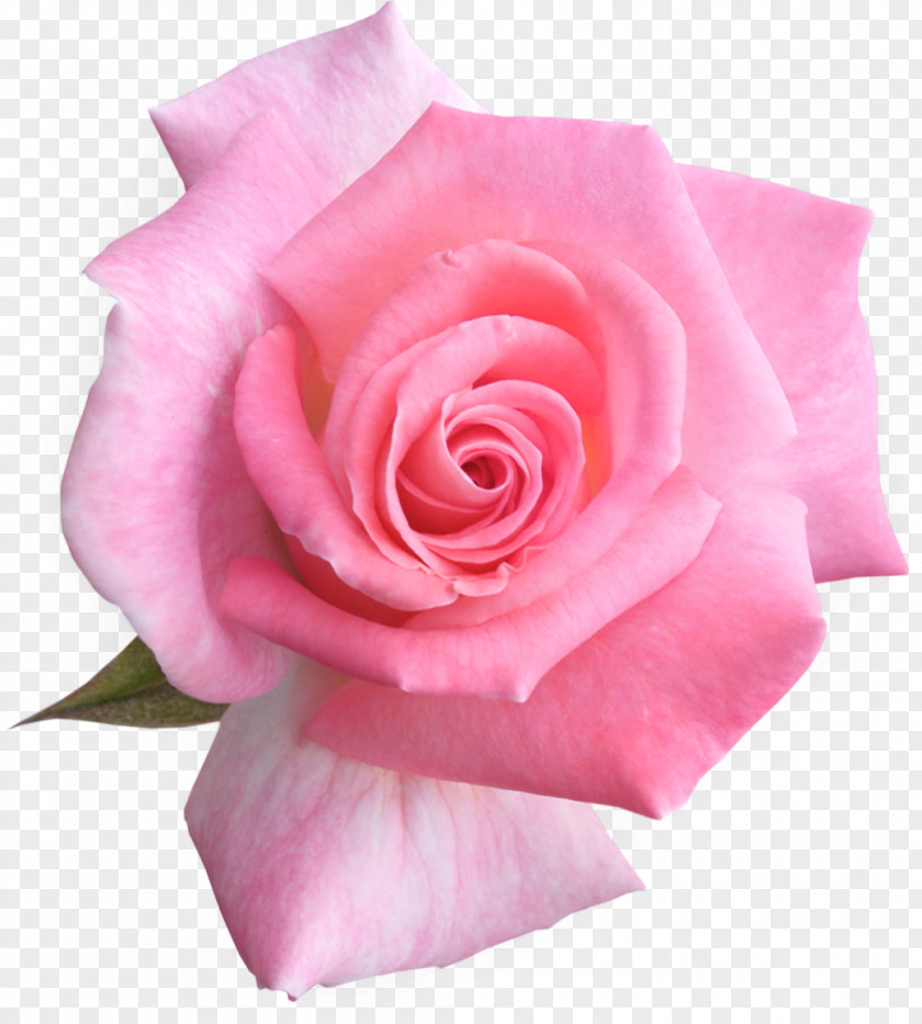 Roses Garden Flower Clip Art PNG