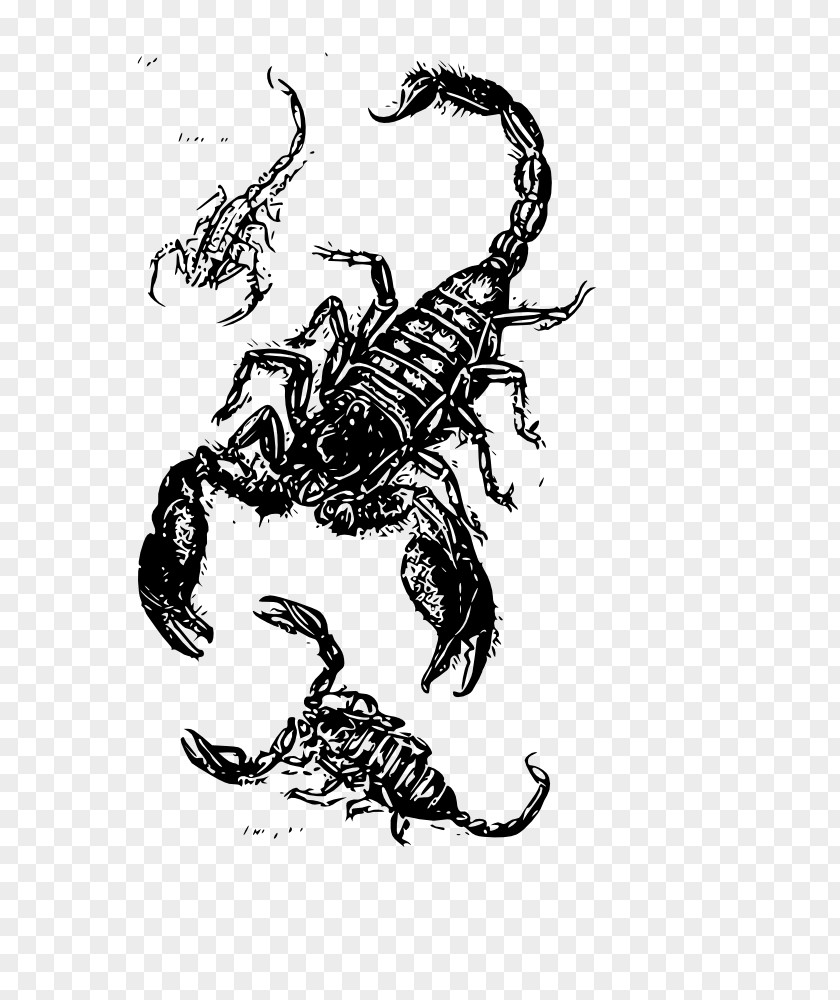 Scorpion Tattoo Sting Scorpions PNG