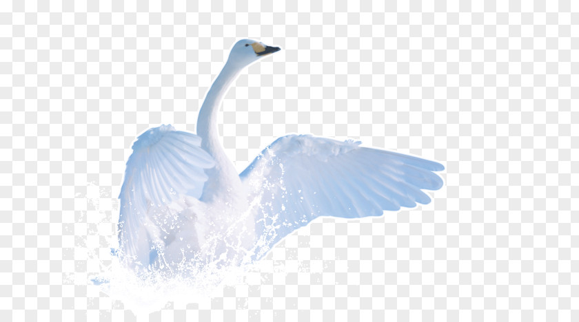 Swan Taking Off Cygnini Airplane Aircraft Takeoff PNG
