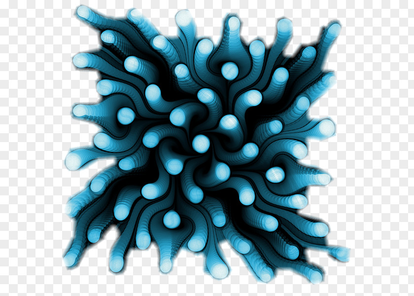 Anemone Sea Blue Polyp PNG