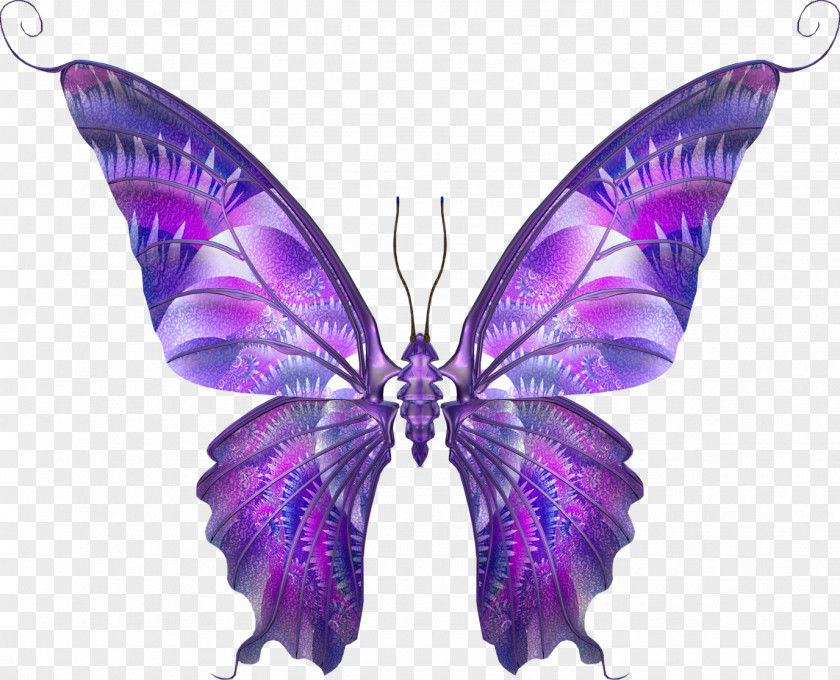 Butterfly Insect Drawing Butterflies And Moths Sketch PNG