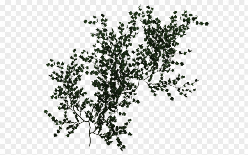 Climbing Vine Green Embryophyta Ivy Desktop Wallpaper PNG