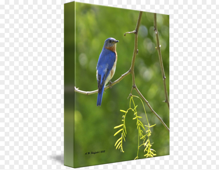 Eastern Bluebird Swallow Gallery Wrap Cobalt Blue Canvas PNG