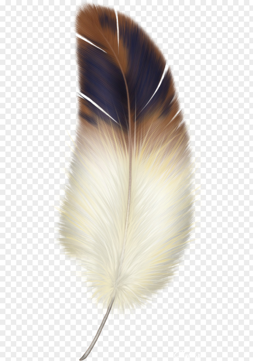 Feather Watercolor Bird Clip Art PNG