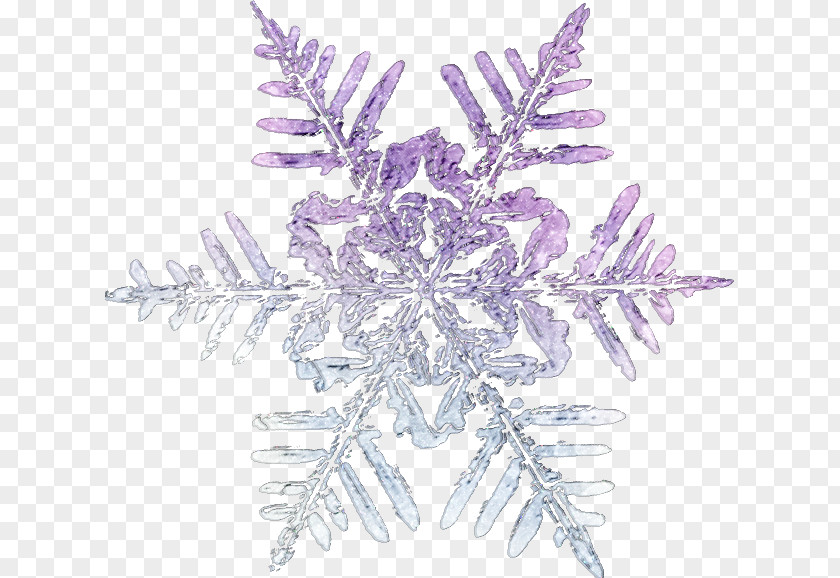 новый год Snowflake Winter Clip Art PNG