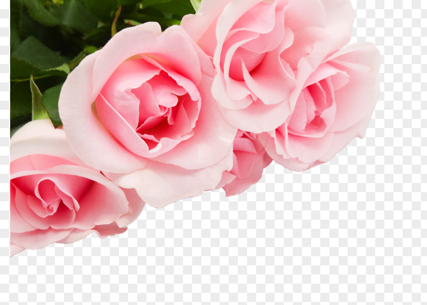 Flower Garden Roses Rose Desktop Wallpaper PNG