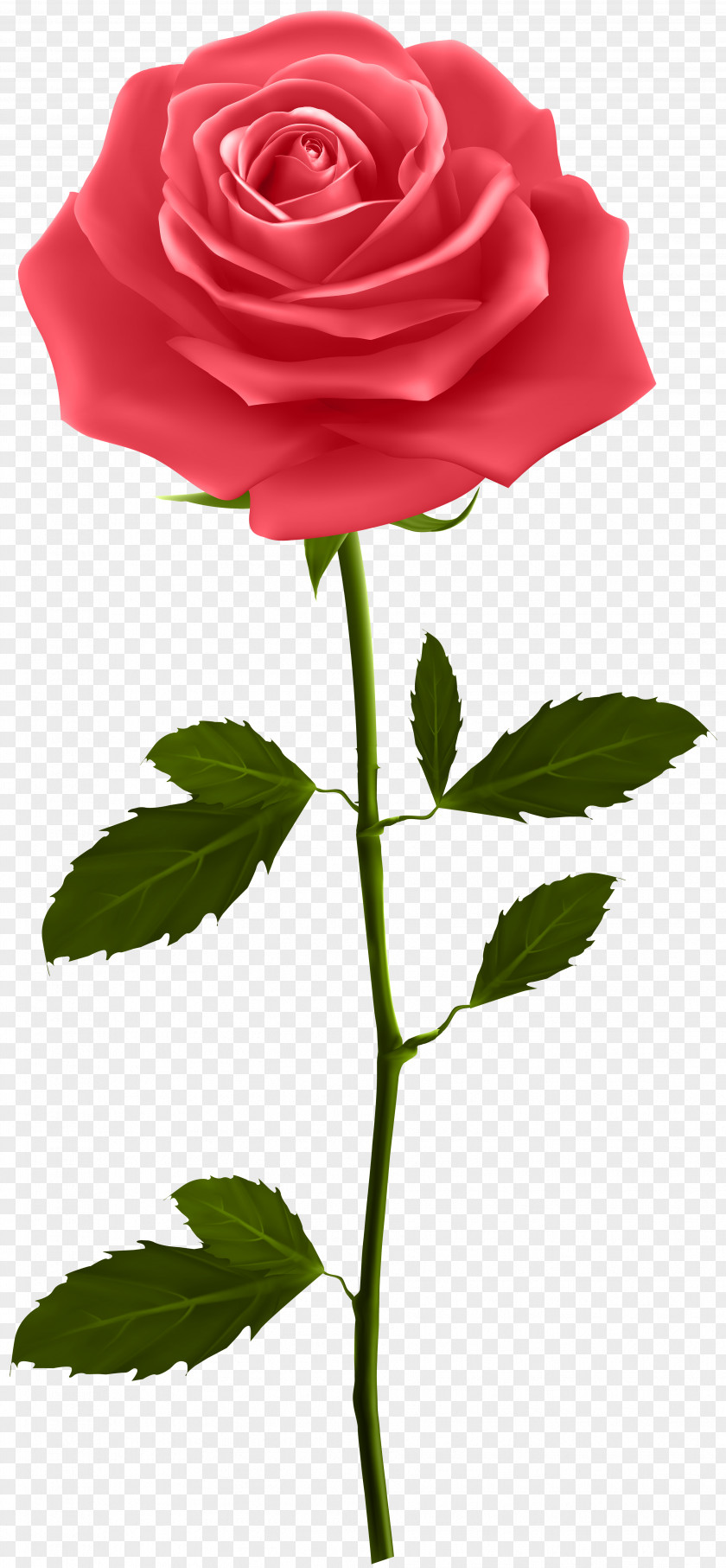 Red Rose With Stem Clip Art PNG