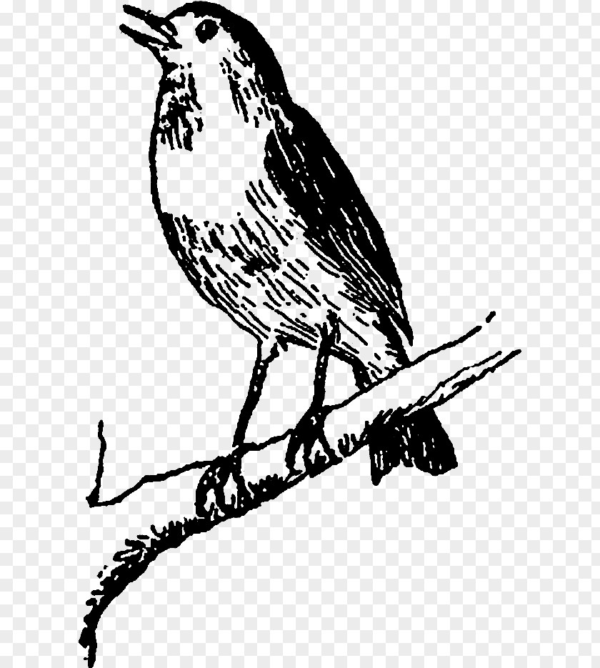 Robin Twig Bird Beak Coloring Book Songbird Perching PNG