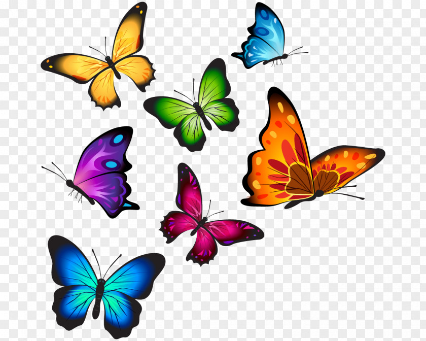 Watercolor Butterfly T-shirt Clip Art PNG
