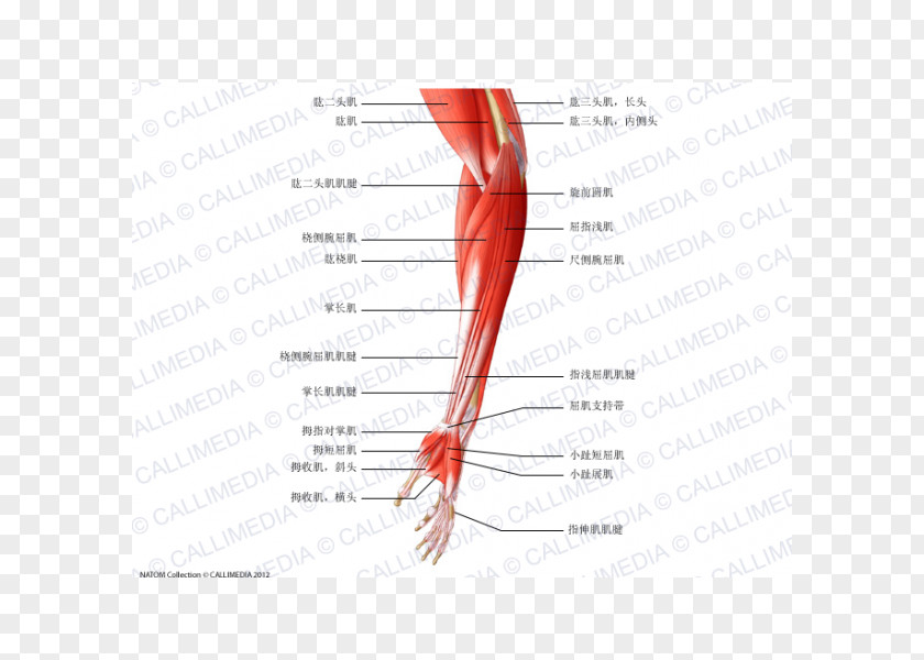 Arm Finger Extensor Digitorum Muscle Elbow Forearm PNG
