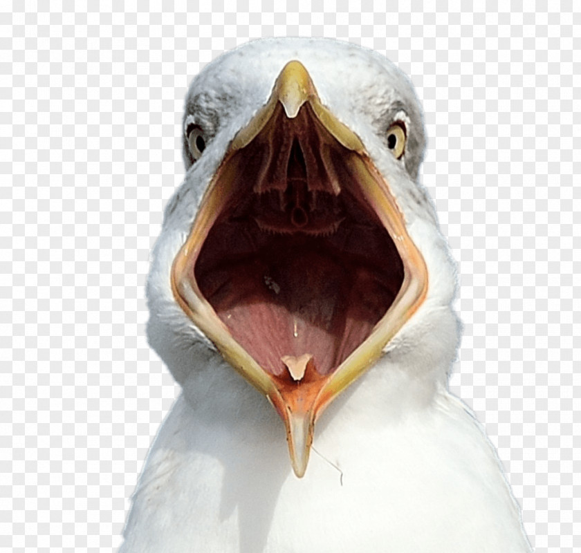 Bird Gulls Beak Common Gull Animal PNG