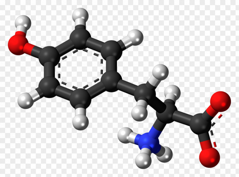 L Tyrosine Norepinephrine Levodopa Amino Acid Phenylalanine PNG