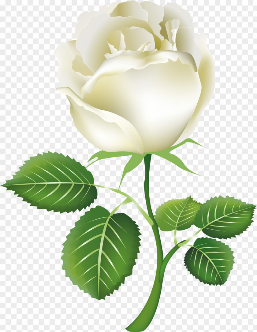 White Roses Rose Clip Art PNG