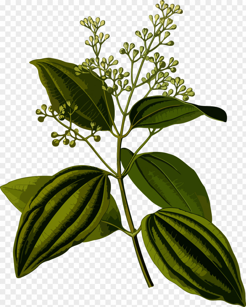 Cinnamon Leaf Oil Extract Cinnamomum Verum PNG
