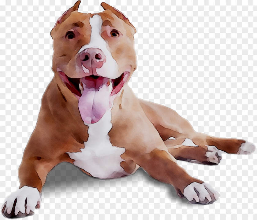 Dog Breed American Pit Bull Terrier Bulldog PNG