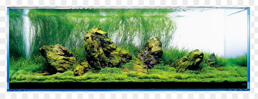 Lush Tree Aquariums Aquascaping Aqua Design Amano Rock PNG