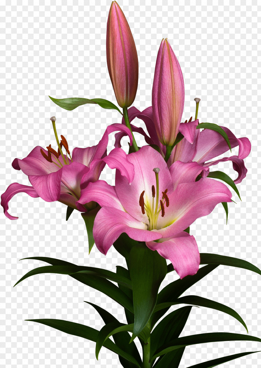 Tiger Lily Perennial Plant Flower Cartoon PNG