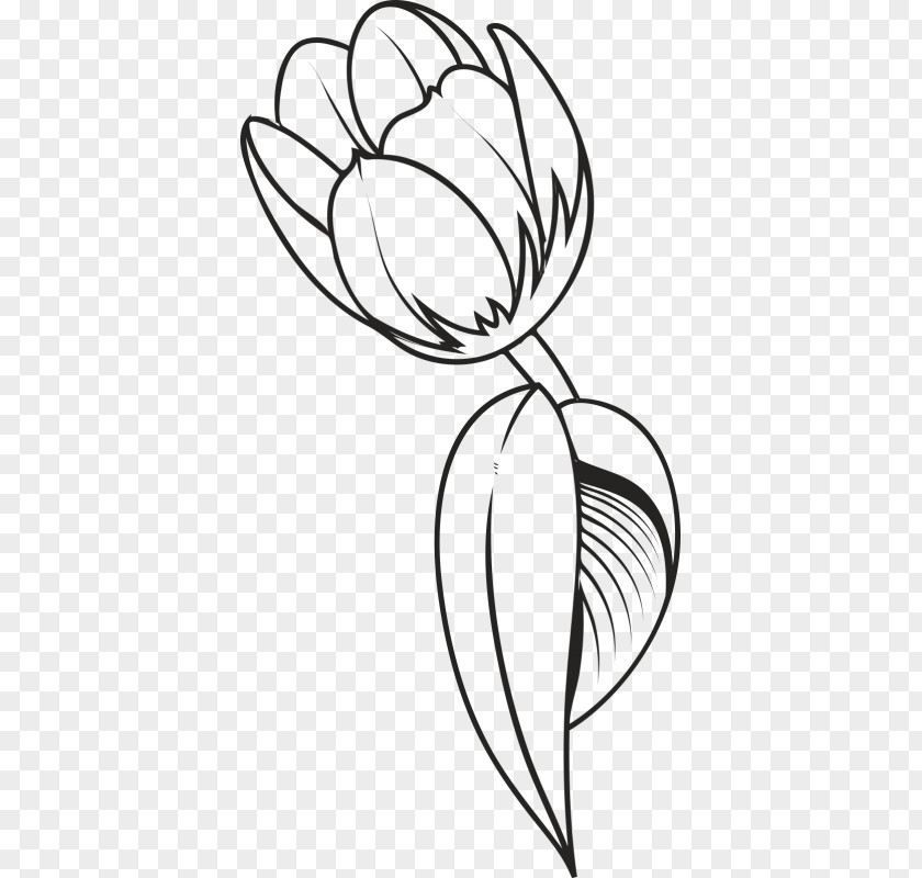 Tulip Drawing Flower Clip Art PNG
