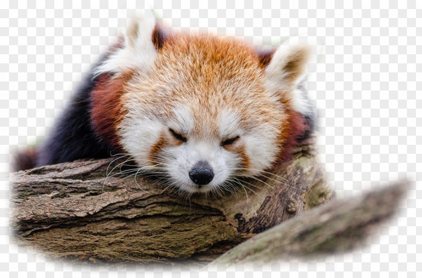 Bear Red Panda Giant Brown PNG