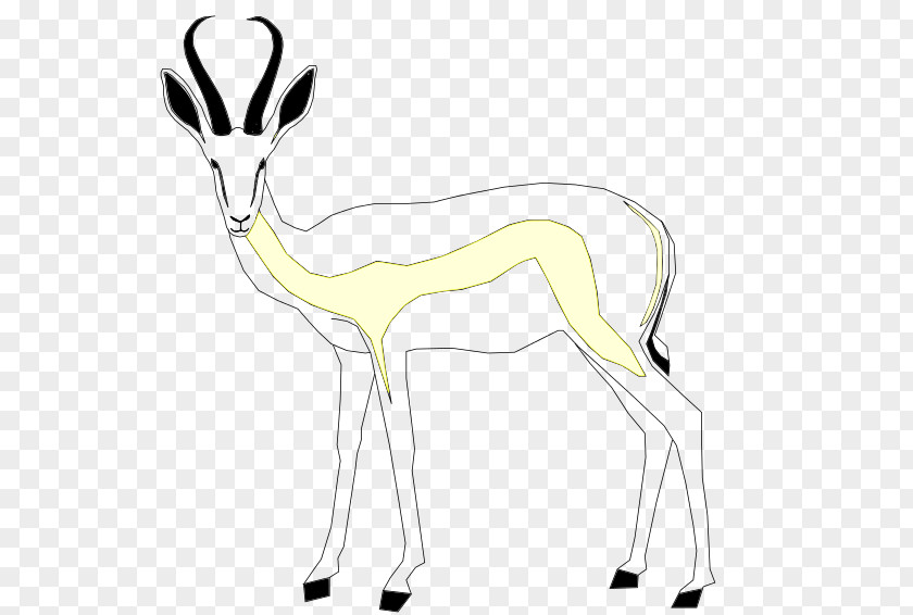 Gazelle Springbok Antelope Mammal Even-toed Ungulates PNG
