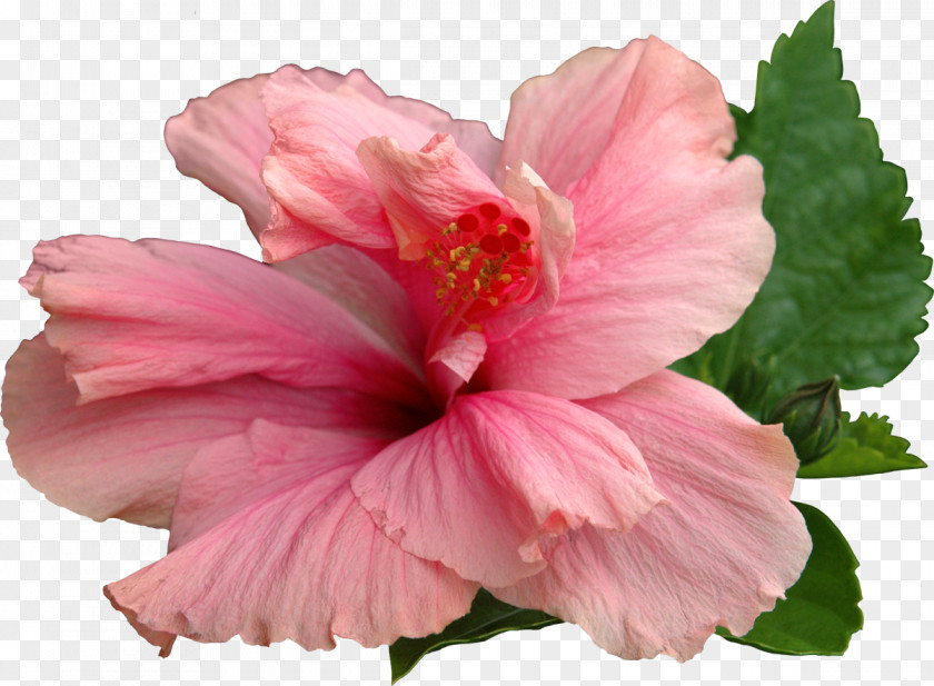 Hibiscus Common Flower Shoeblackplant Clip Art PNG