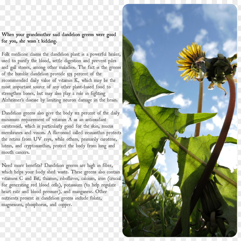 Dandelion Insect Dragonfly Plant Flower PNG