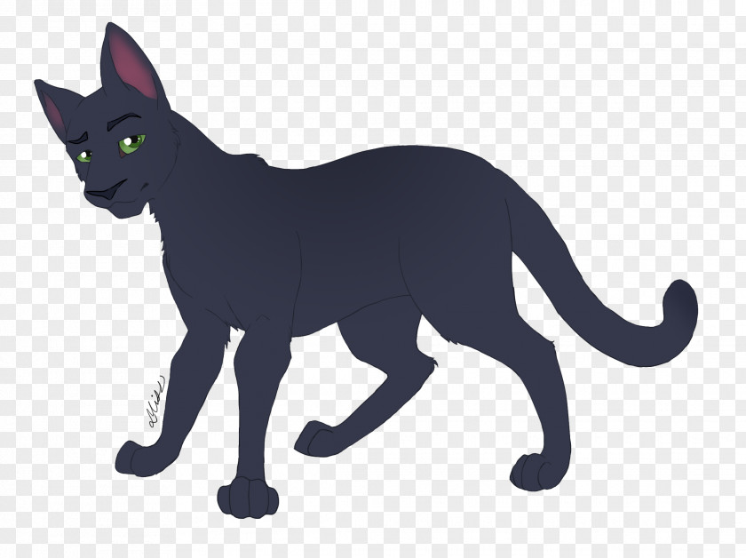 Korat Whiskers Domestic Short-haired Cat Black Russian Blue PNG