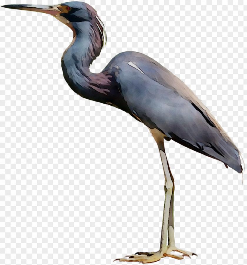 Little Blue Heron Bird Crane Egret PNG