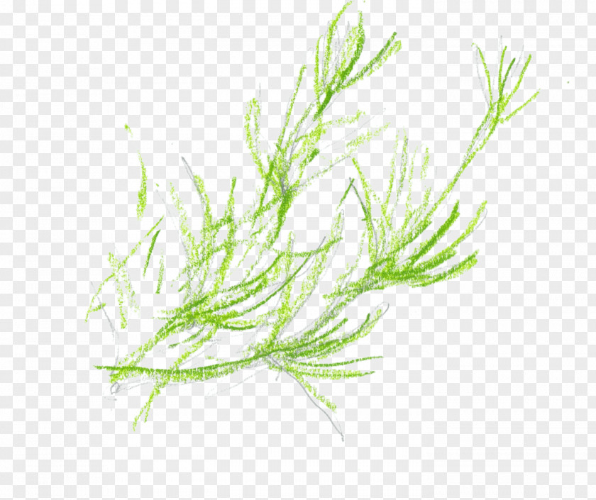 Temeraire Grasses Plant Stem Herb PNG
